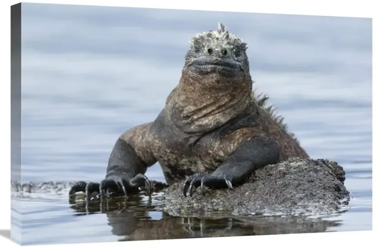 Marine Iguana on rock in shallow water, Galapagos Islands, Ecuador-Canvas Art-30x20