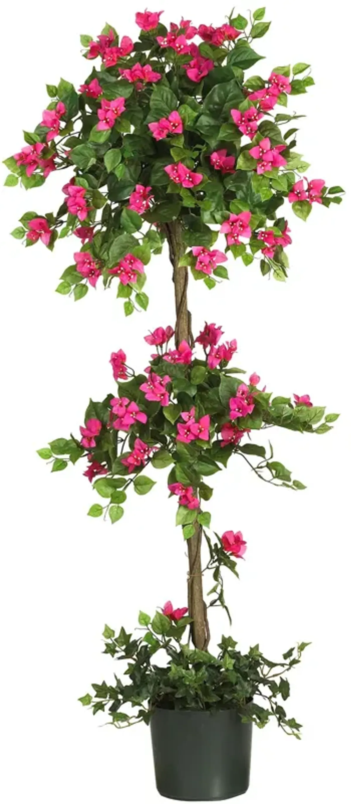 HomPlanti 5 Feet Mini Bougainvillea Topiary