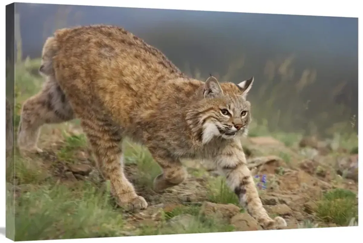 Bobcat stalking, North America-Canvas Art-36x24