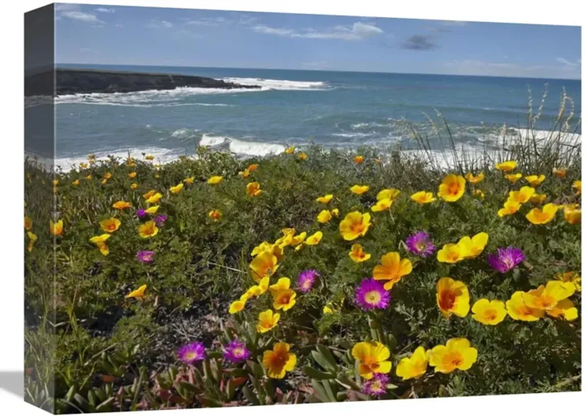 California Poppy and Iceplant, Montano de Oro State Park, California-Canvas Art-16x12