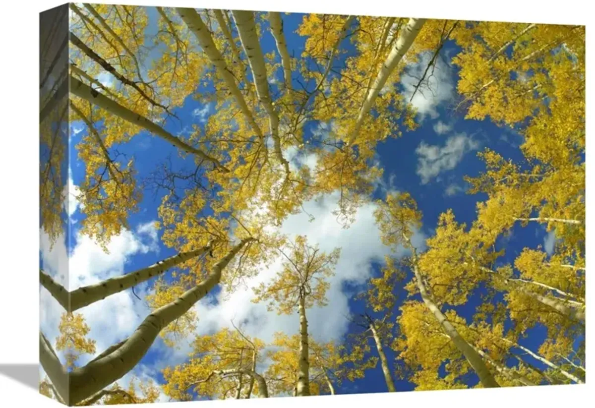 Looking up at blue sky through a canopy of fall colored Aspen trees, Colorado-Canvas Art-16x12