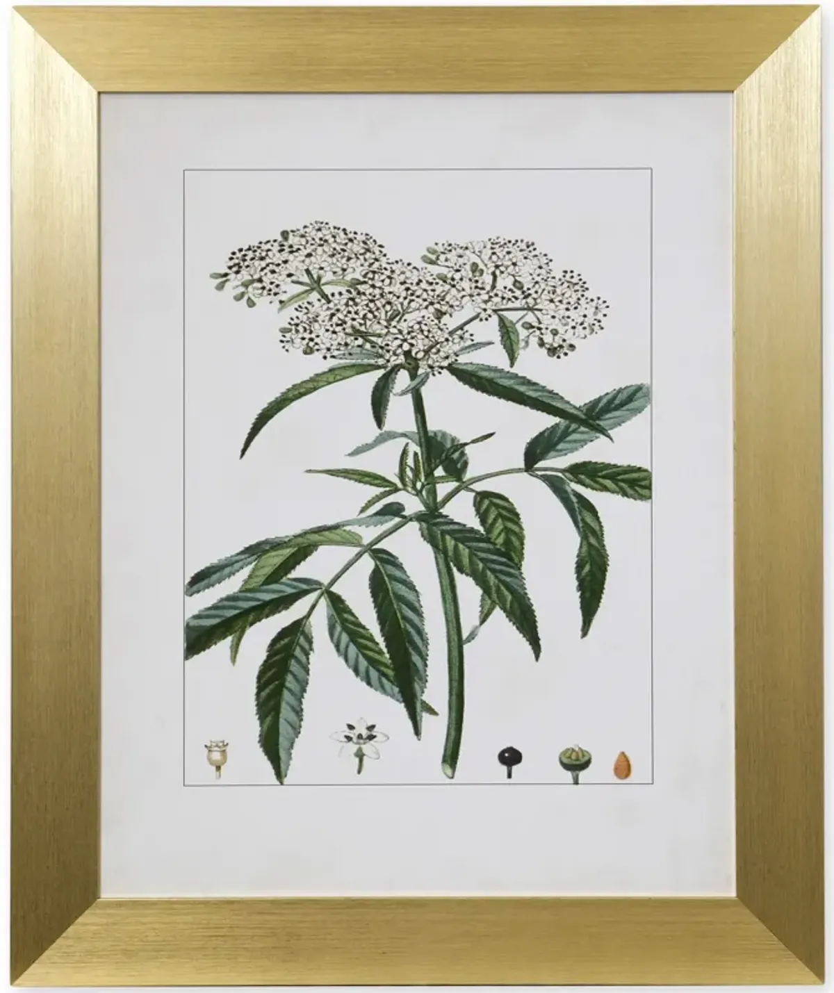 Antique Turpin Botanical VII