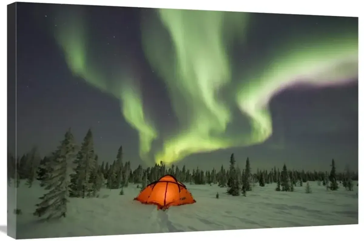Northern lights or aurora borealis over illuminated tent, boreal forest, North America-Canvas Art-36x24