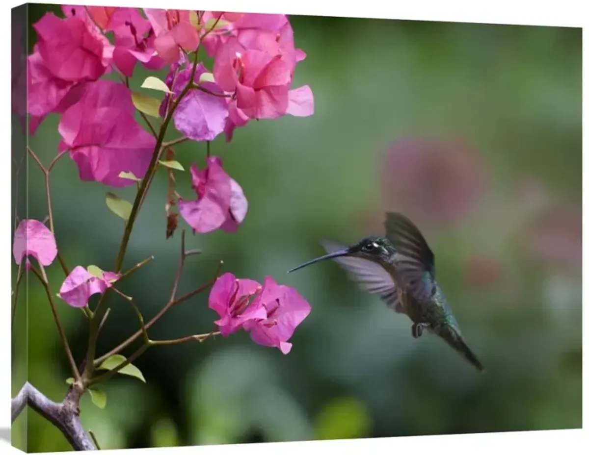 Magnificent Hummingbird female feeding at flower, Costa Rica-Canvas Art-32x24