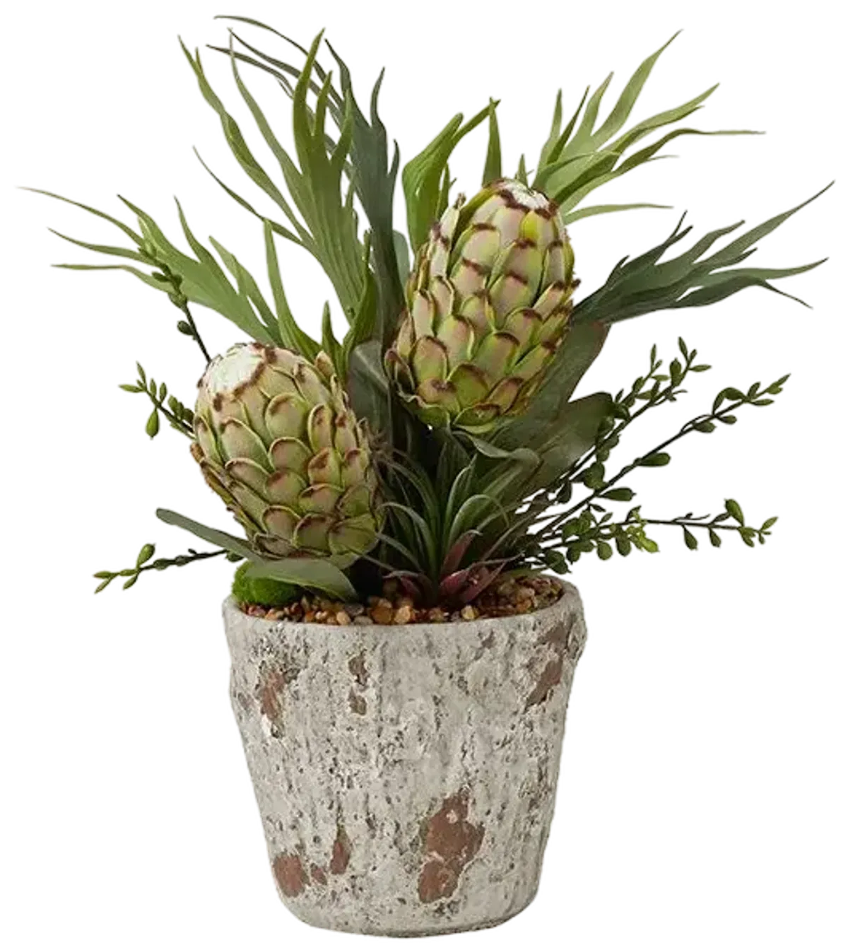 GREEN PROTEAS WITH SUCCULENTS AND STAGHORN FERN IN WEATHERED CERAMIC PLANTER