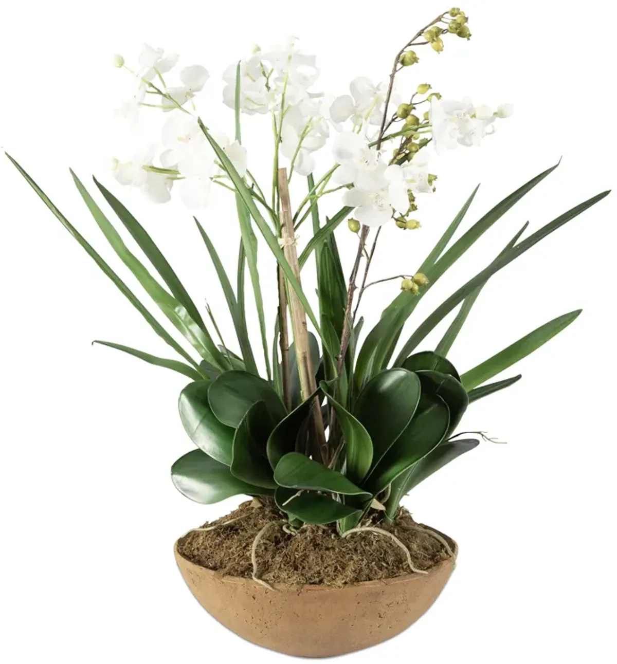 Moth Orchid Planter