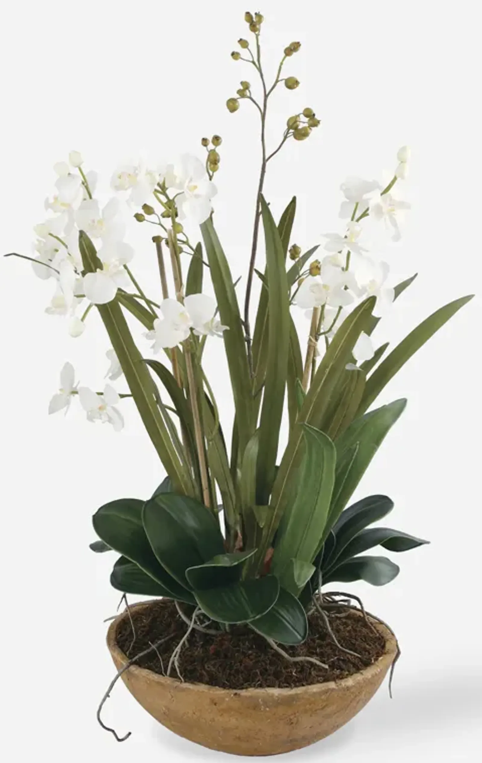 Moth Orchid Planter