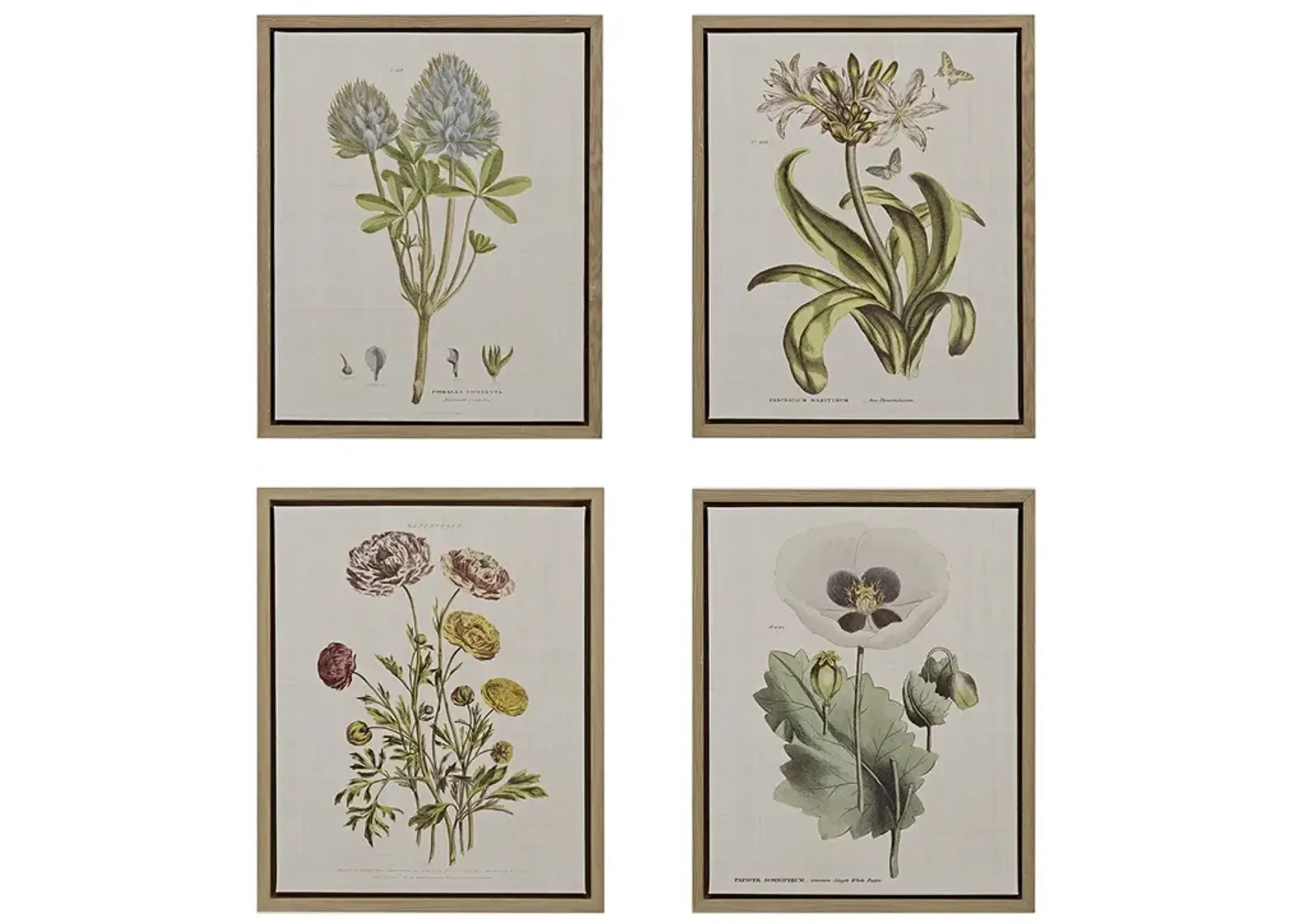 Martha Stewart Herbal Botany Green 4-piece Botanical Illustration Framed Canvas Wall Art Set