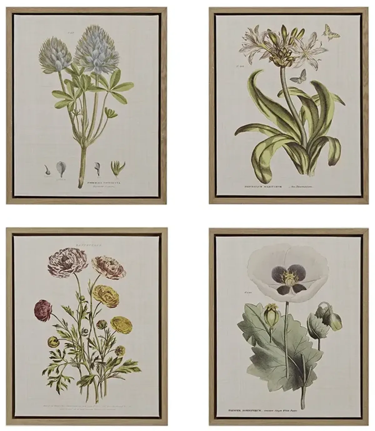 Martha Stewart Herbal Botany Green 4-piece Botanical Illustration Framed Canvas Wall Art Set