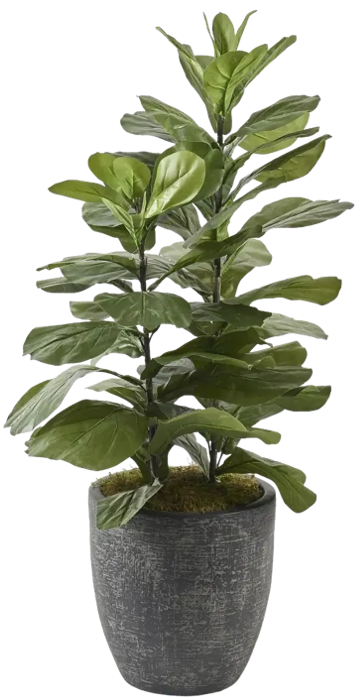 46" Tall Fiddle Leaf Fig in Round Black Textured Planter