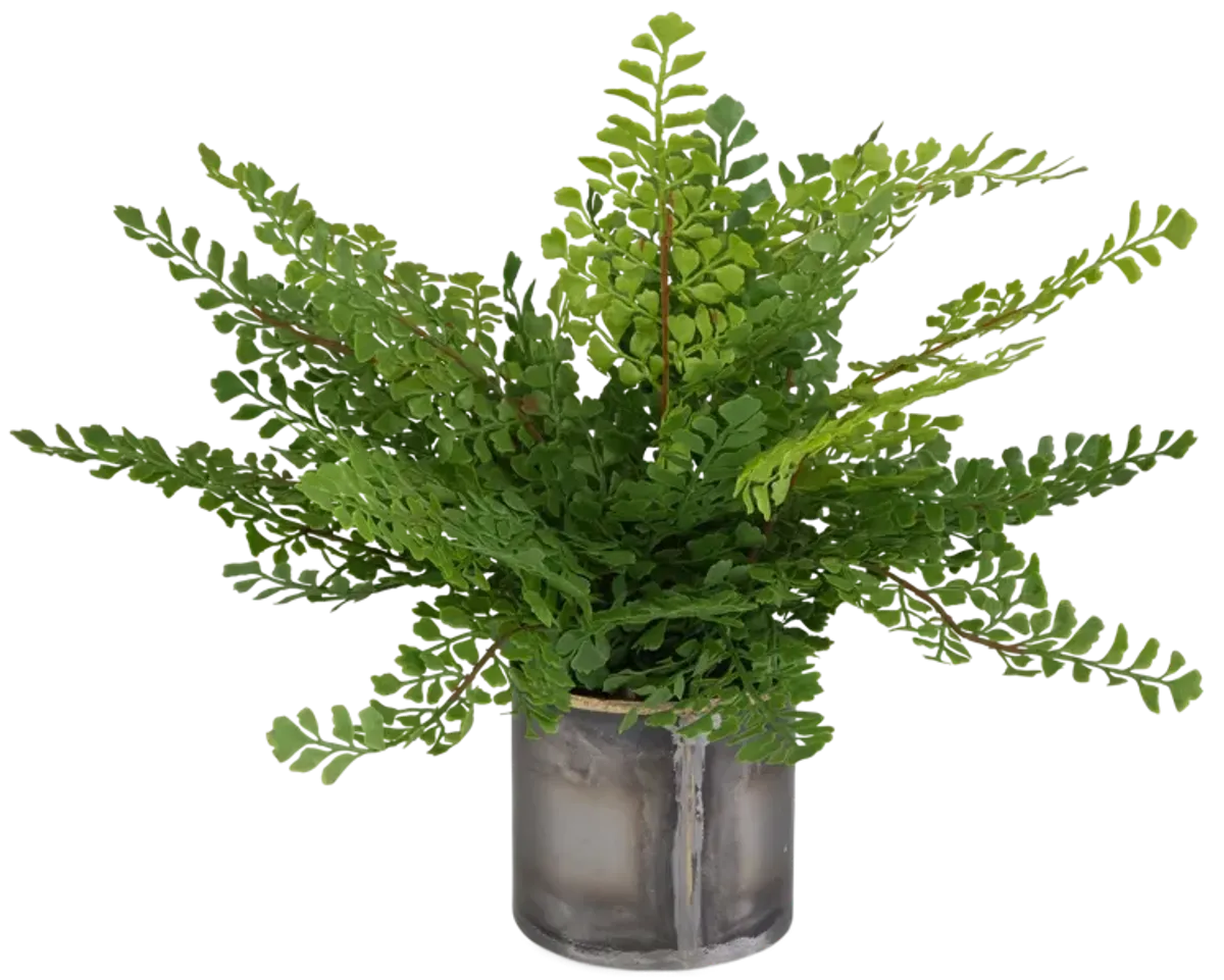 Maidenhair Fern In Oxidized Container