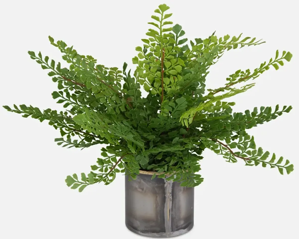 Maidenhair Fern In Oxidized Container