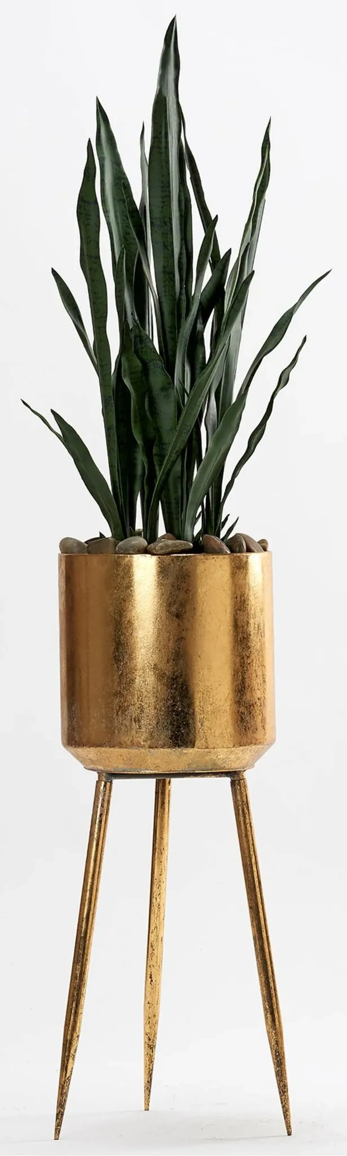 Sansevieria Plant in Gold Planter with Legs