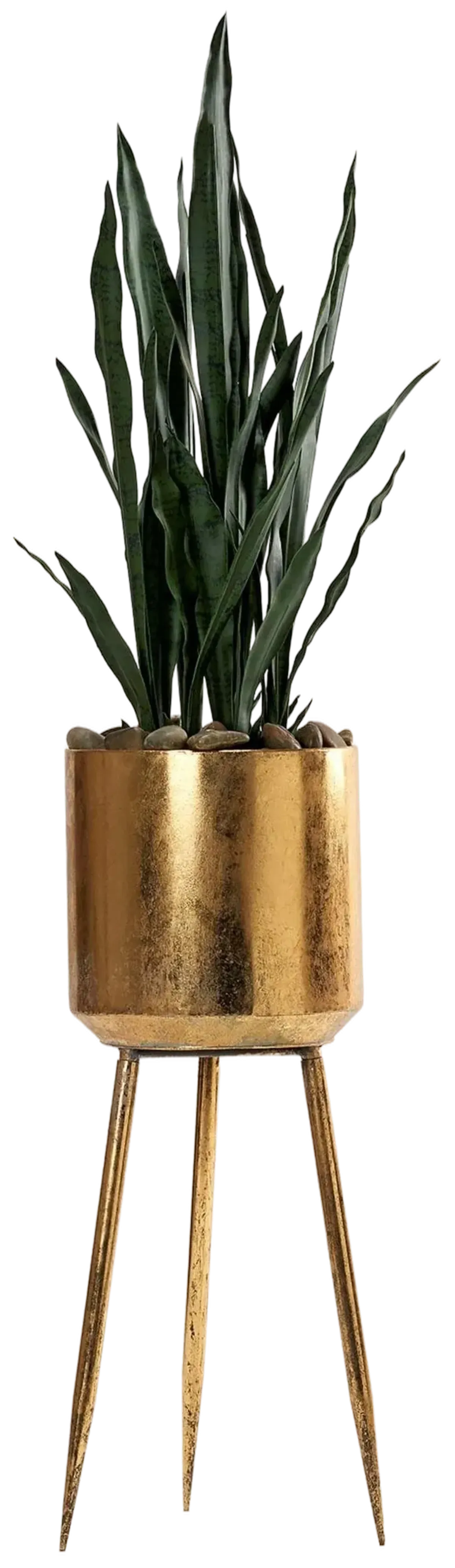 Sansevieria Plant in Gold Planter with Legs