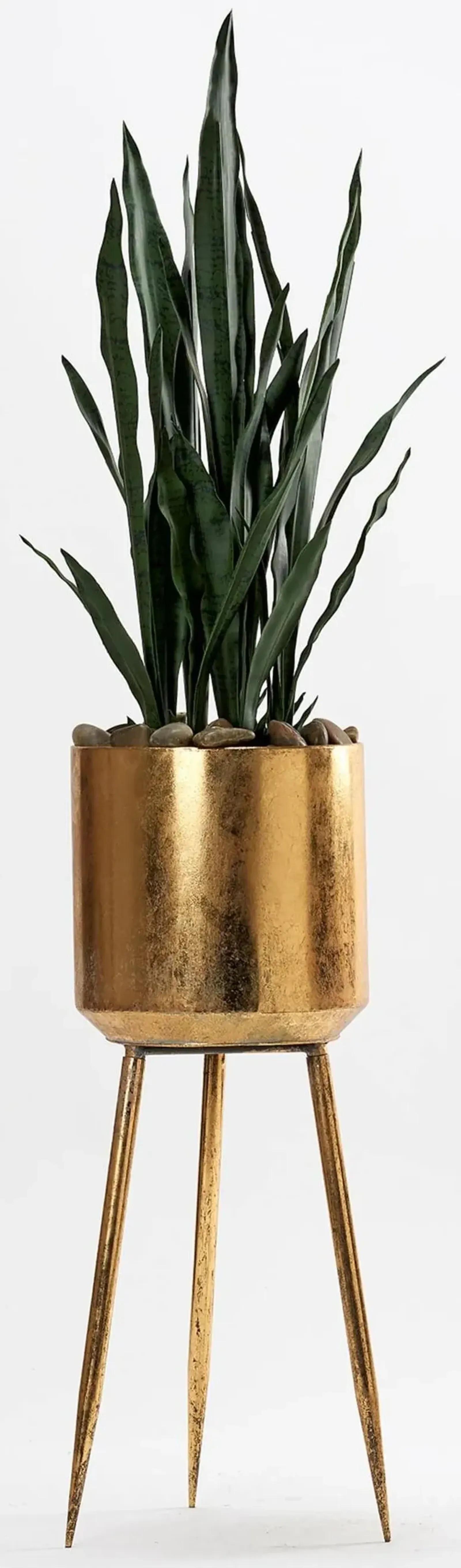 Sansevieria Plant in Gold Planter with Legs