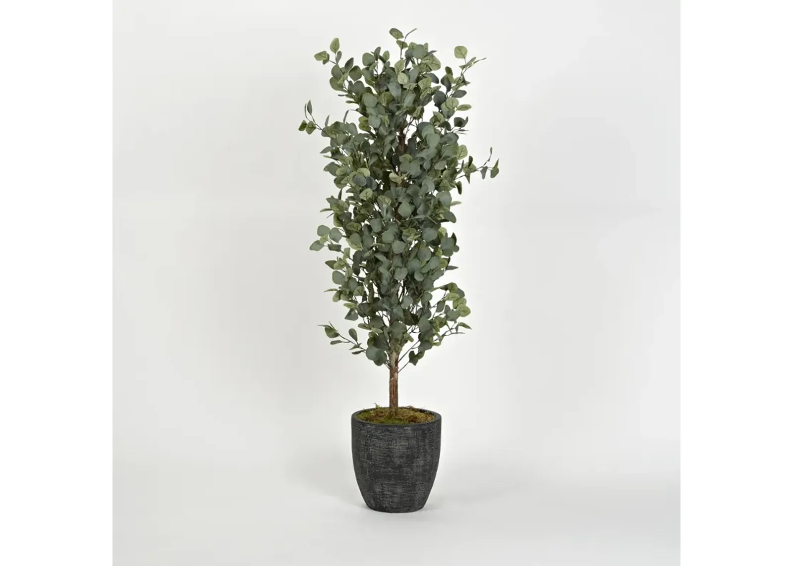 5' Eucalyptus Tree in Round Black Resin Planter