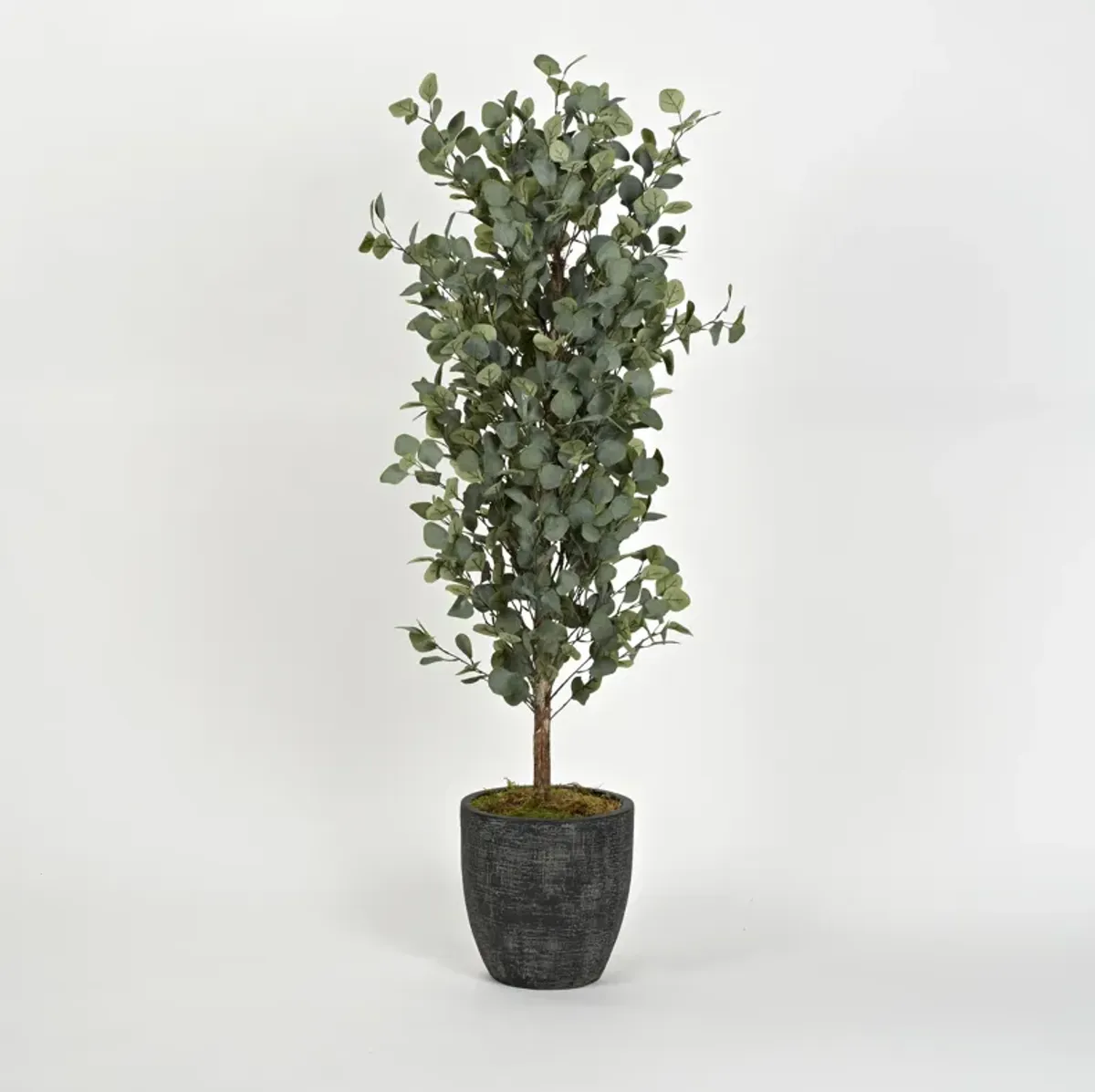 5' Eucalyptus Tree in Round Black Resin Planter