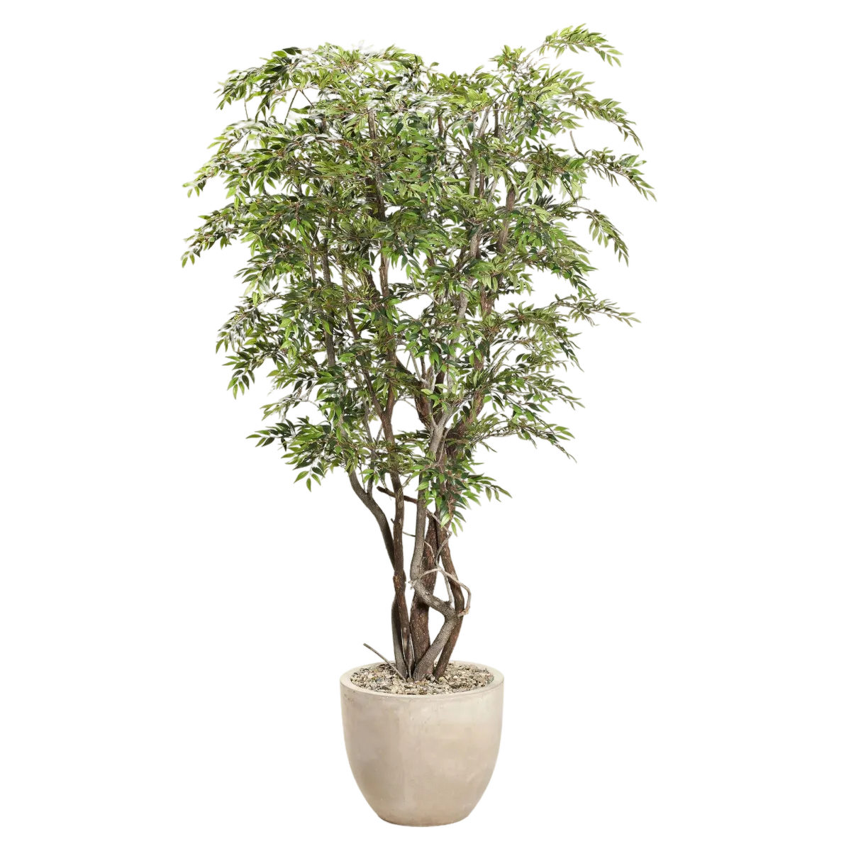 8.5' Ruscus Tree in Clay Bank Planter