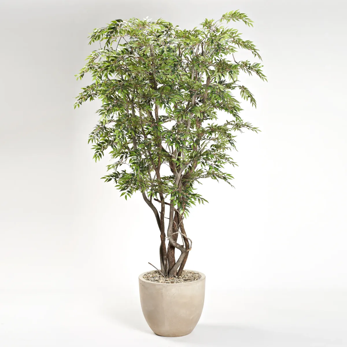 8.5' Ruscus Tree in Clay Bank Planter