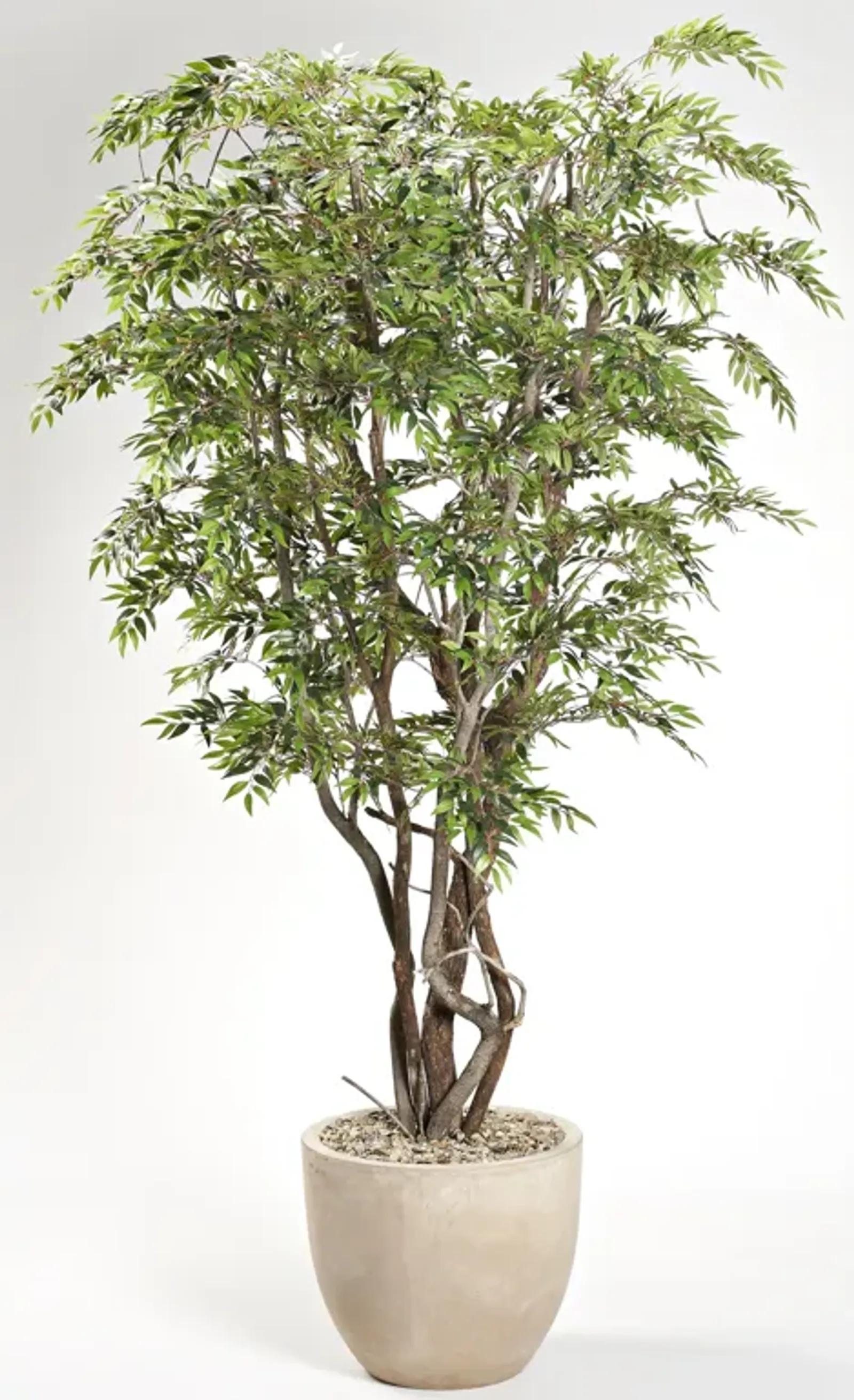 8.5' Ruscus Tree in Clay Bank Planter