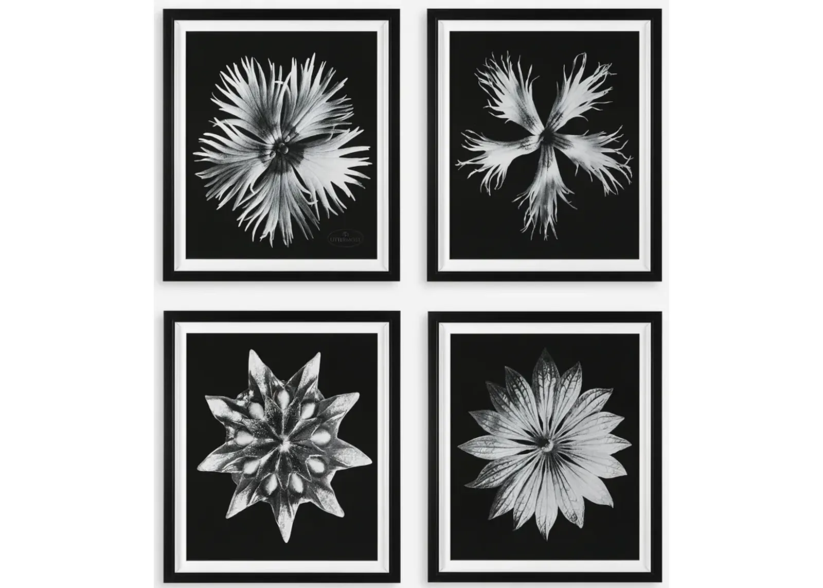 Contemporary Floret Framed Prints, S/4