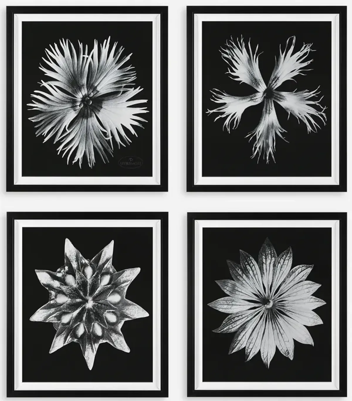 Contemporary Floret Framed Prints, S/4