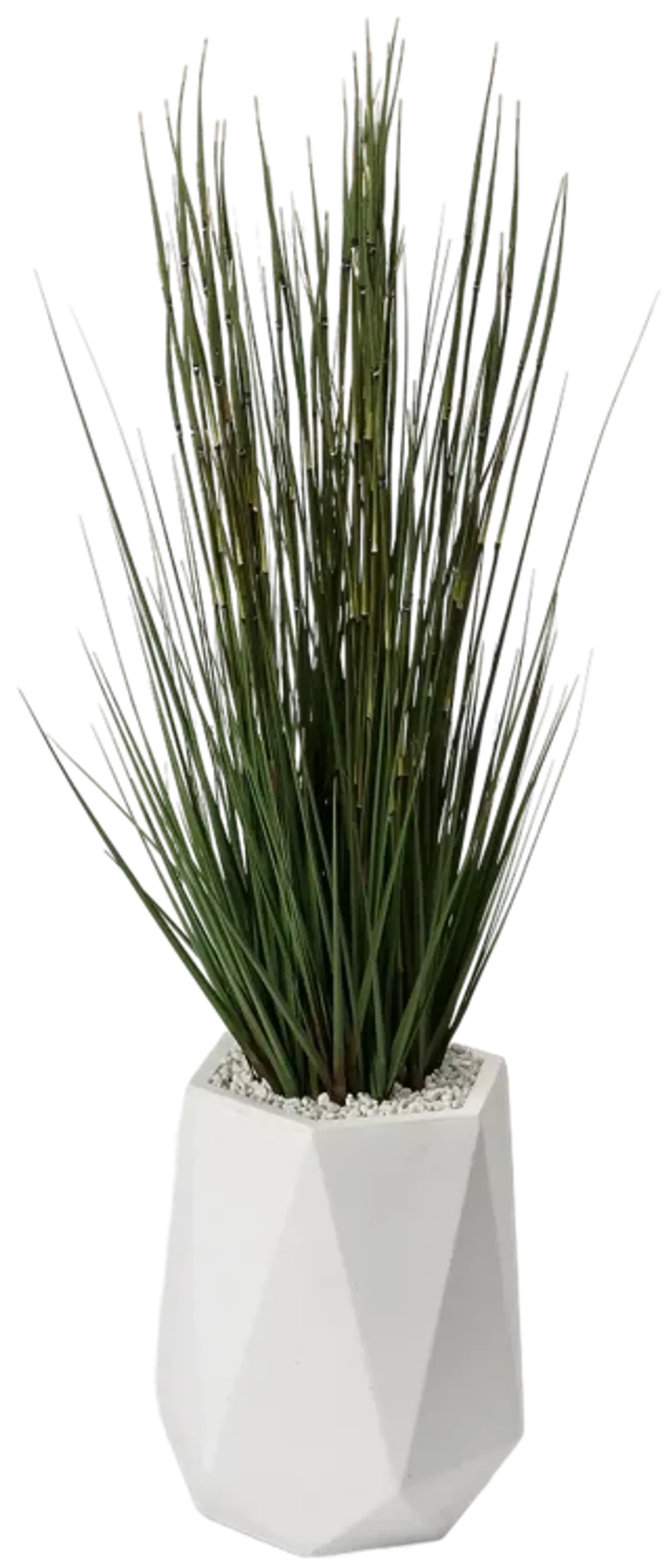 5' Onion Grass in White Resin Planter