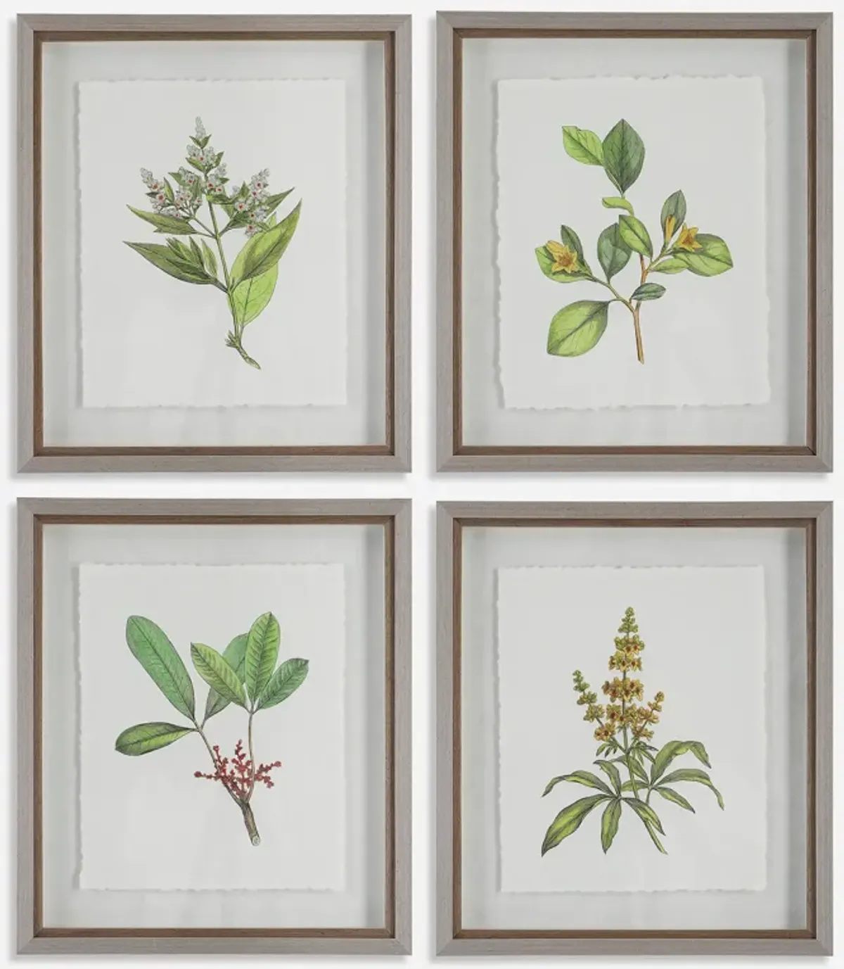 Wildflower Study Framed Prints, S/4