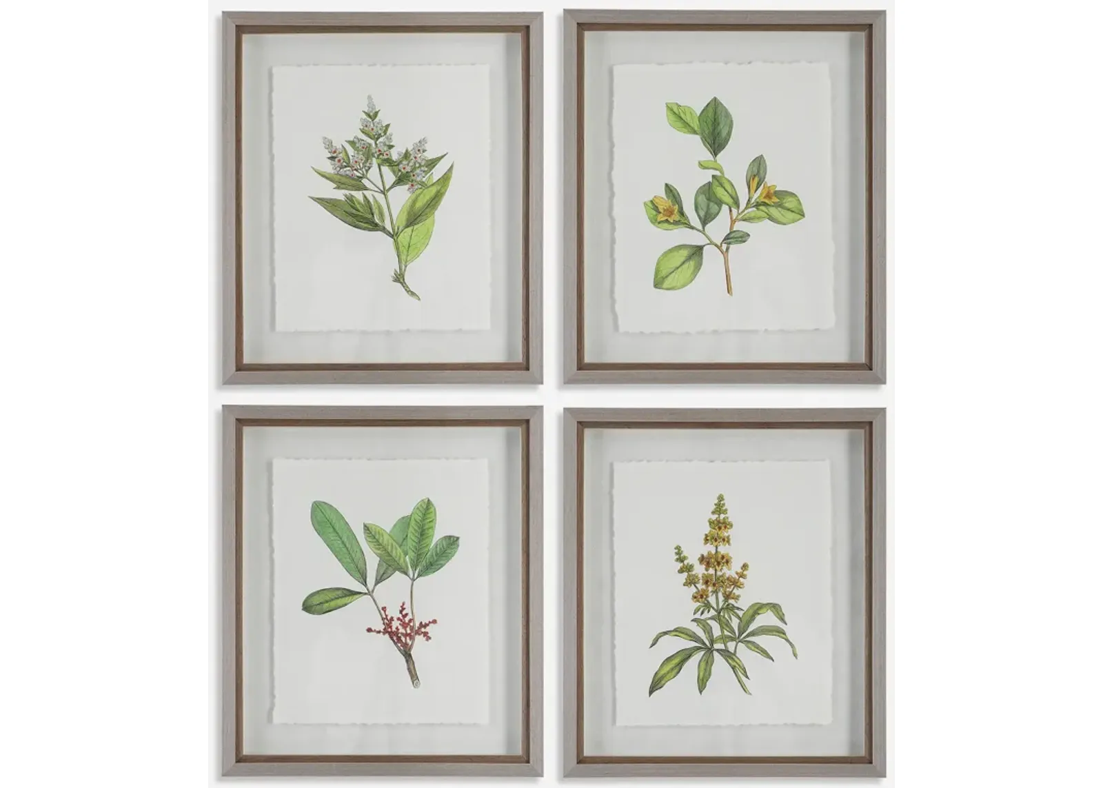 Wildflower Study Framed Prints, S/4