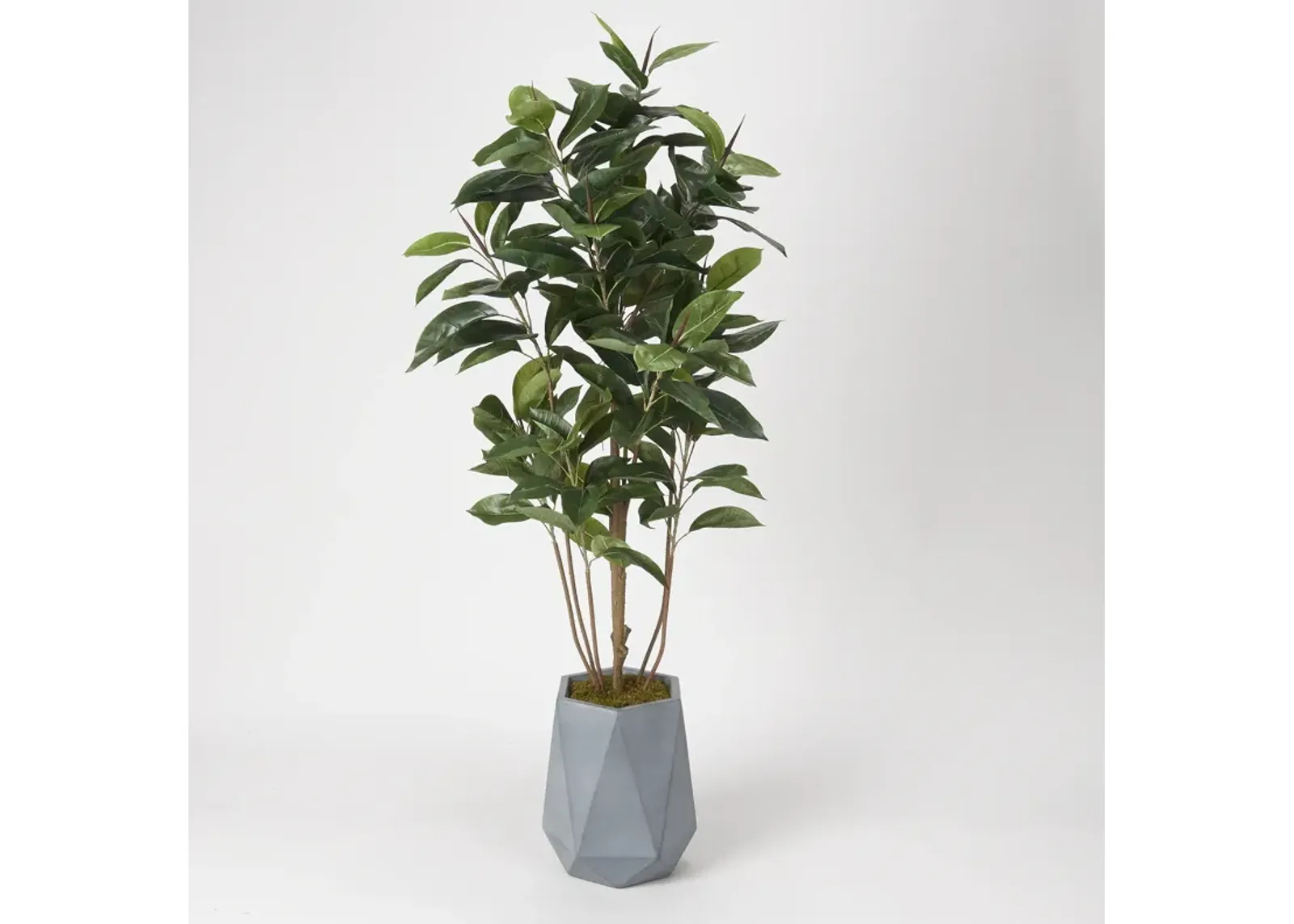 Rubber Tree in Planter