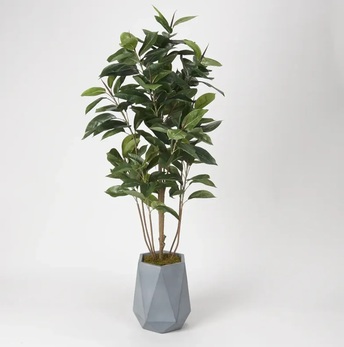 Rubber Tree in Planter