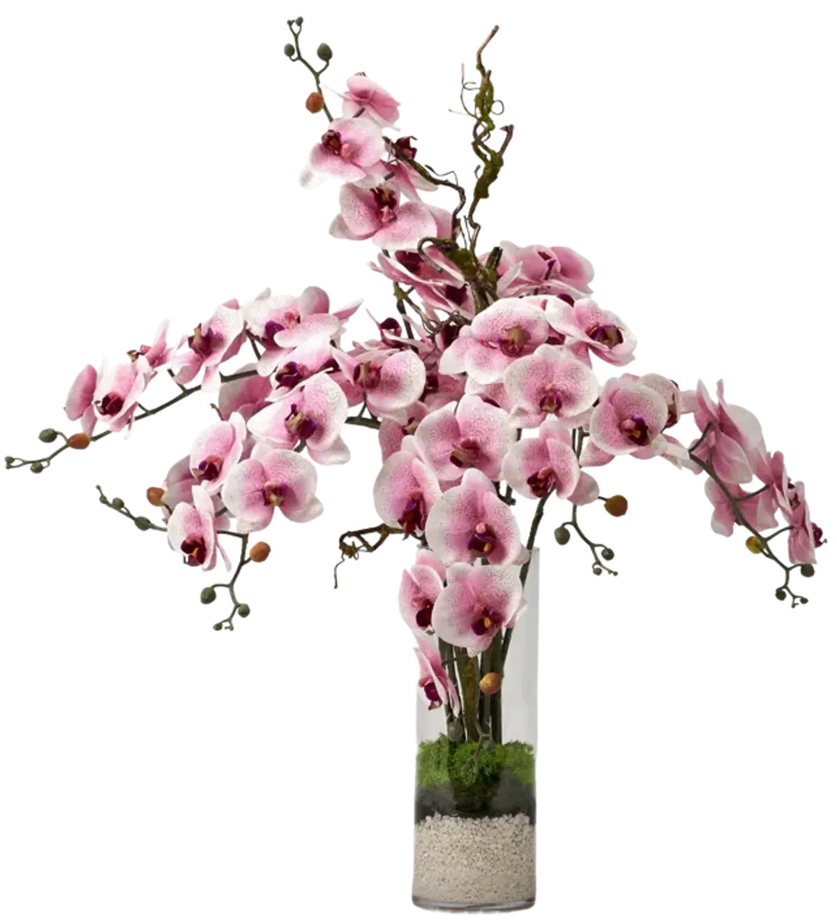 Pink Phael Orchids in Glass Cylinder