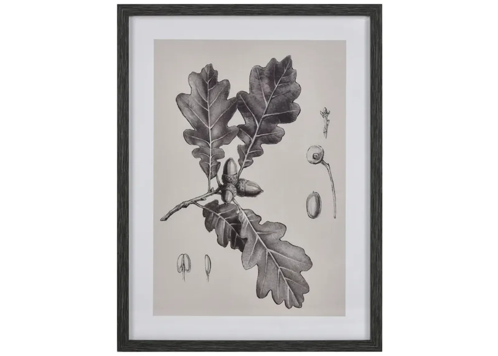 Oak II Botanic Framed Wall Art