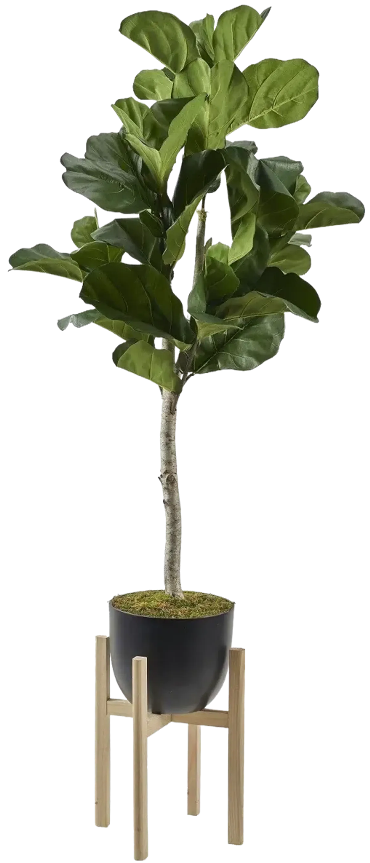 Fiddle Leaf Fig Tree in Bowl 