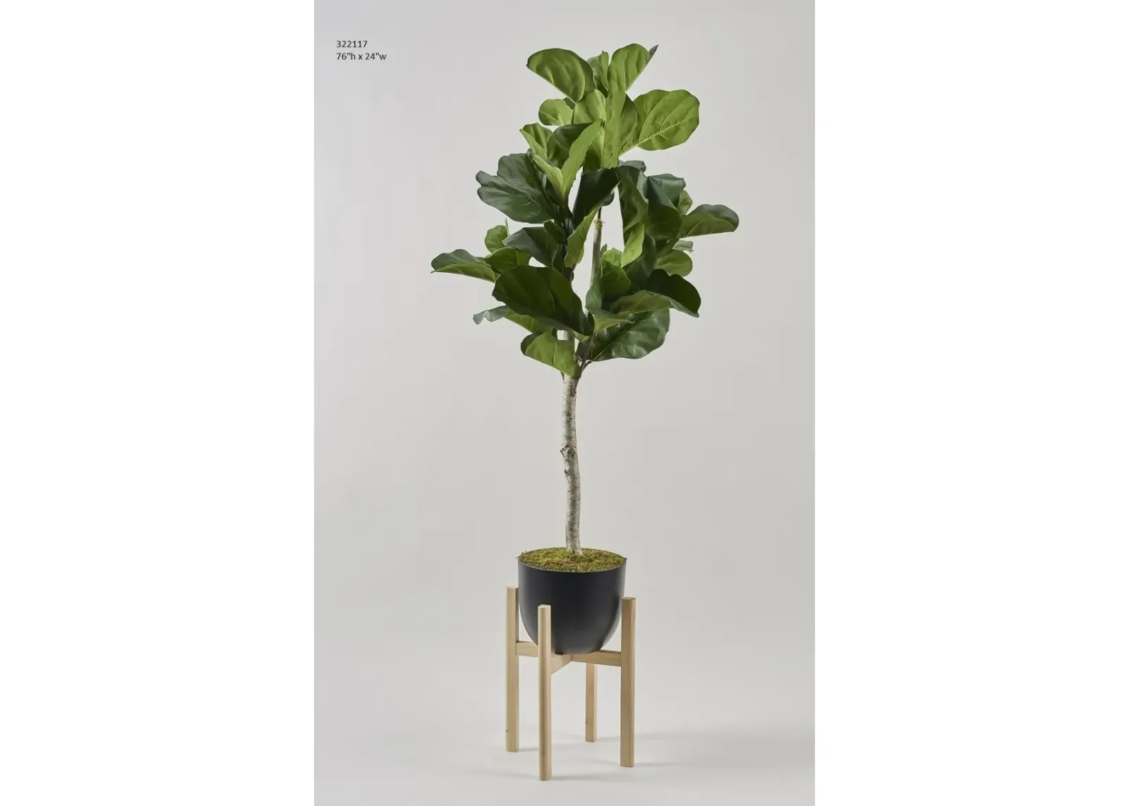 Fiddle Leaf Fig Tree in Bowl 