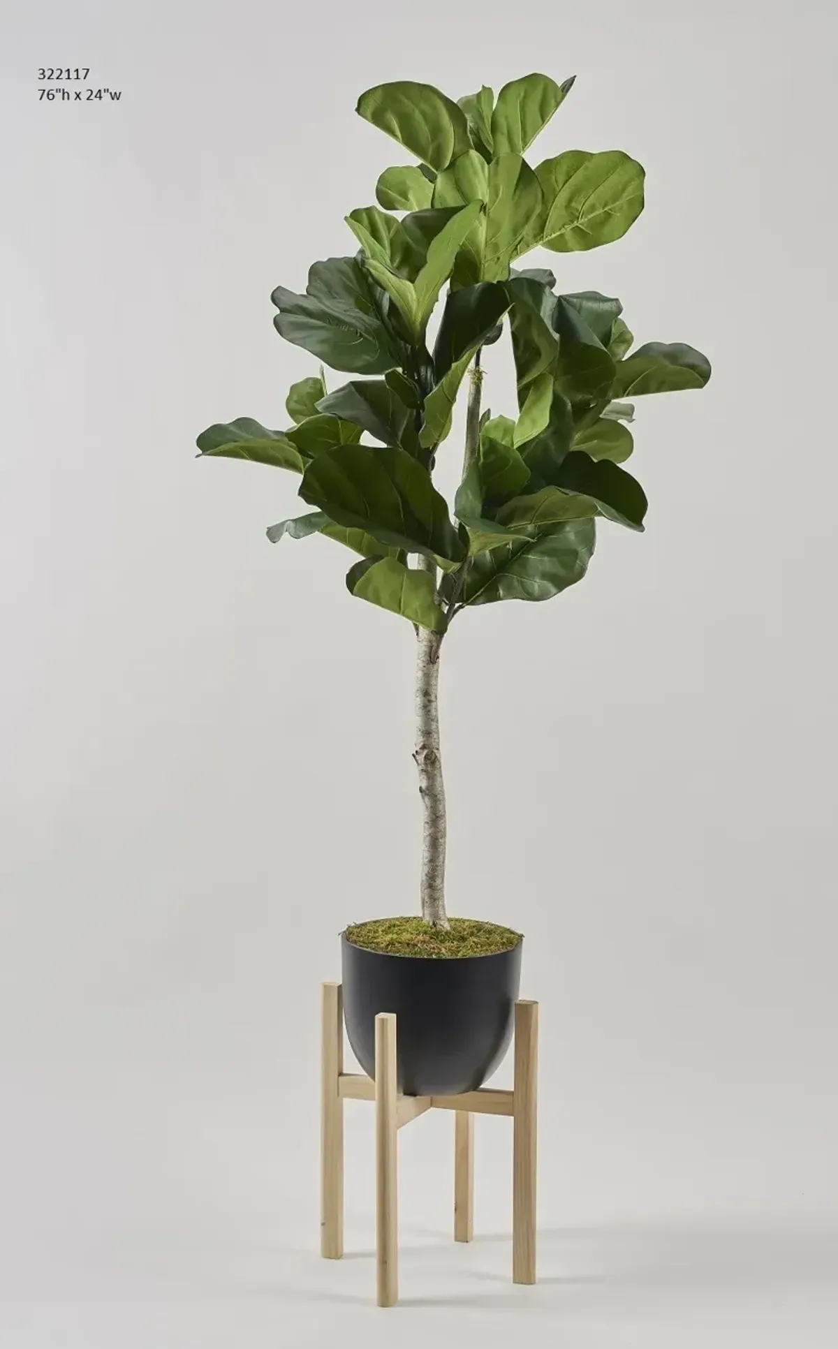 Fiddle Leaf Fig Tree in Bowl 