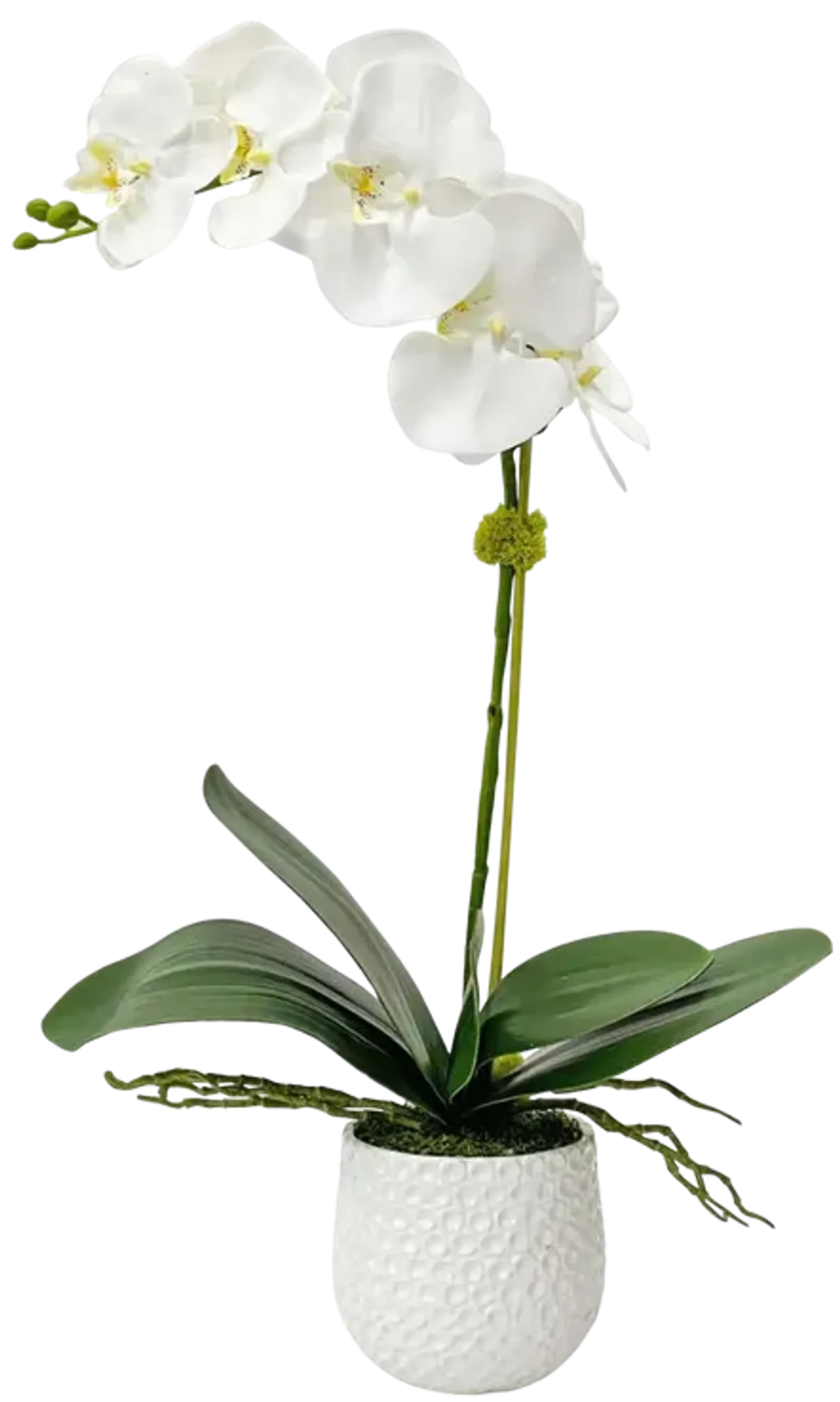 Cami White Orchid