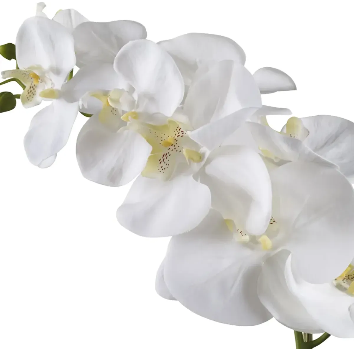 Cami White Orchid