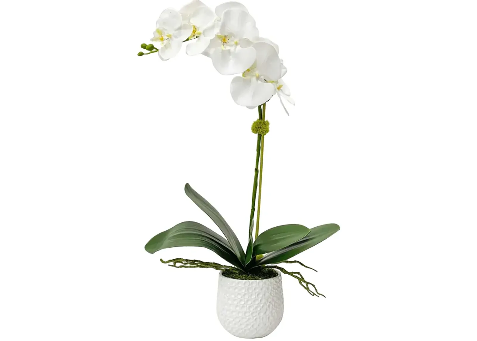 Cami White Orchid