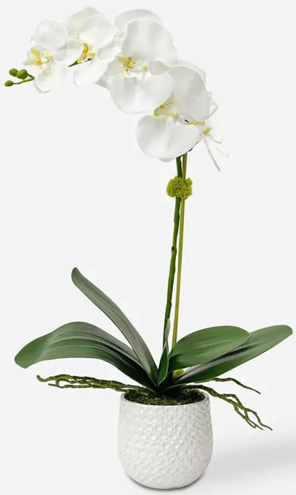 Cami White Orchid