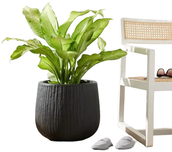 【showgomustgoon】Ramat Planter #263 Amazon.com : D'vine Dev Set of 2 Terracotta Pots, Diamond