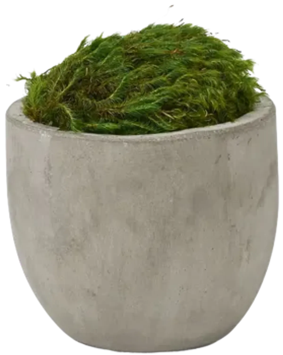 Preserved Mood Moss in Cement Planter