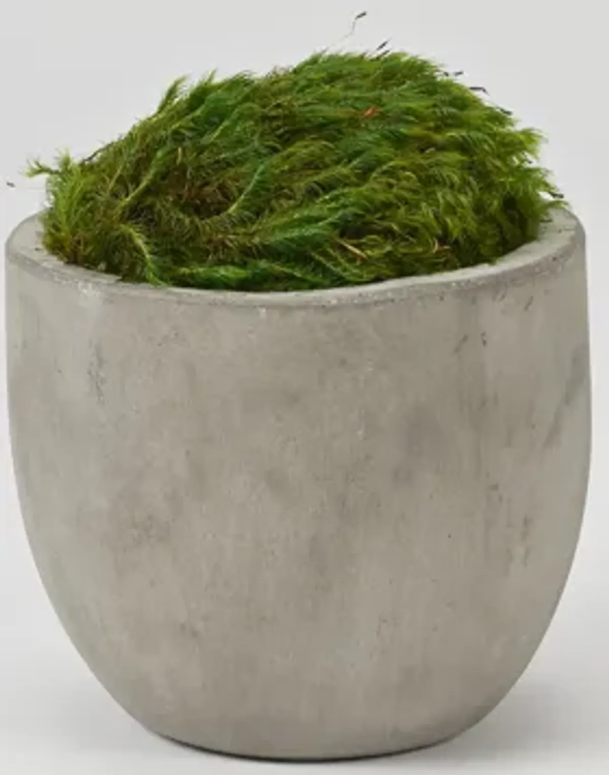 Preserved Mood Moss in Cement Planter