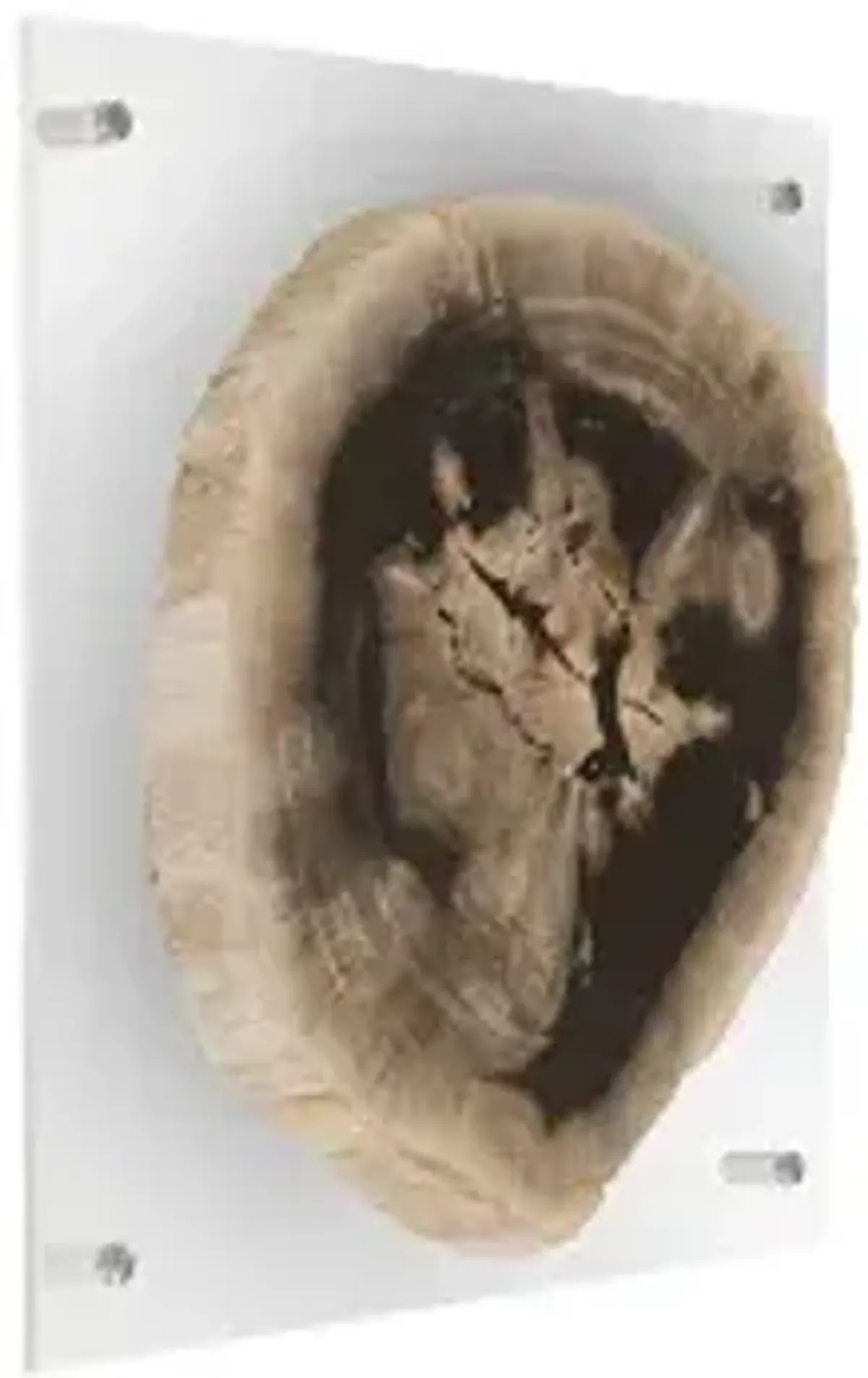 Floating Petrified Slice Wall Art