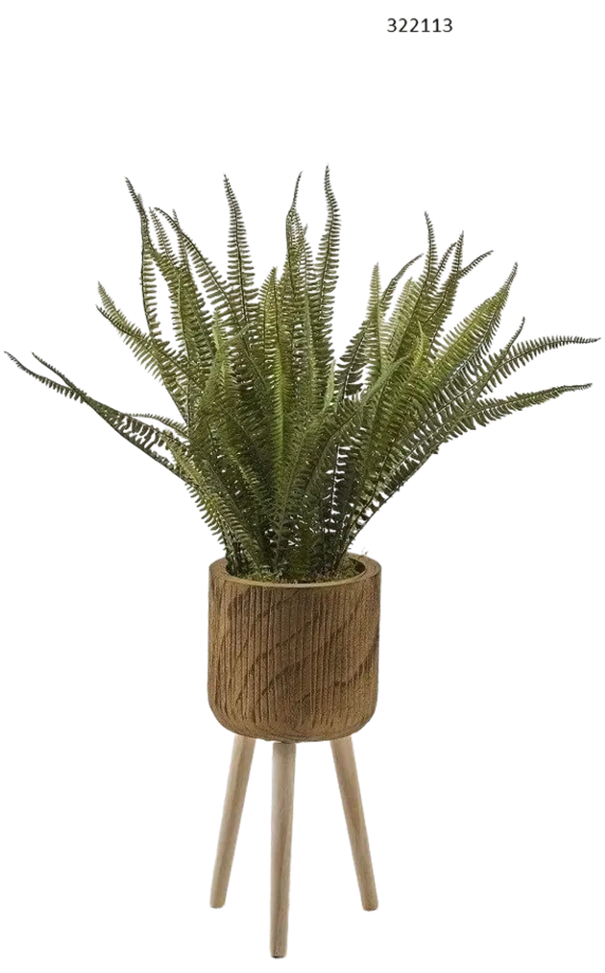 Boston Fern in Wood Planter with Wood Legs