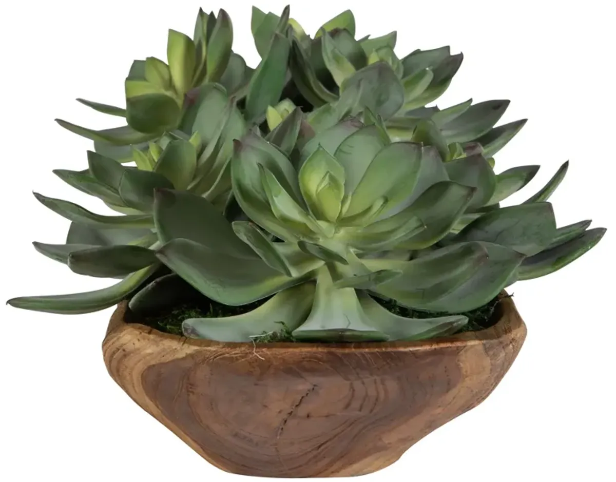 Yuma Succulent Centerpiece