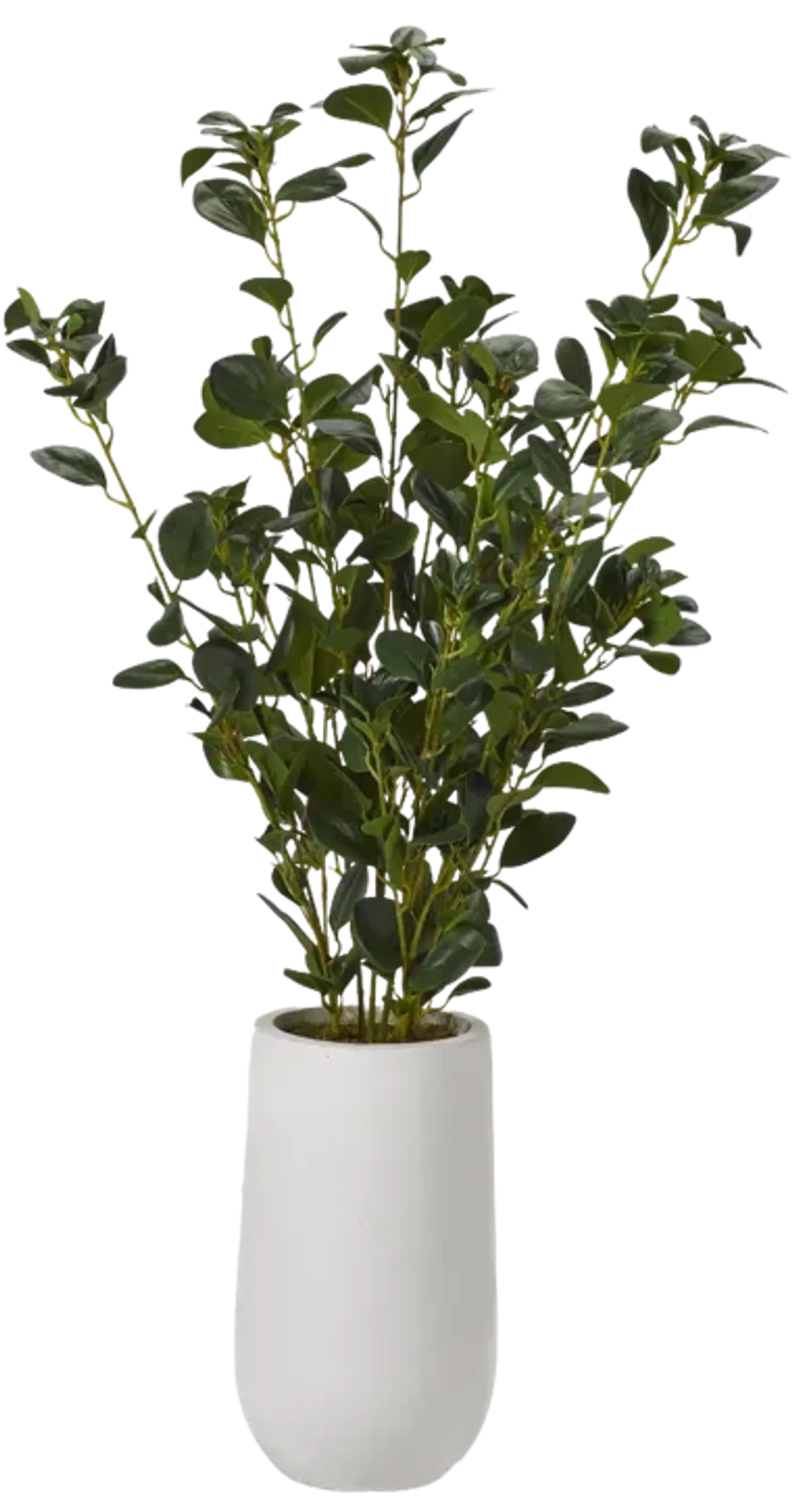 Ficus Plant in Planter