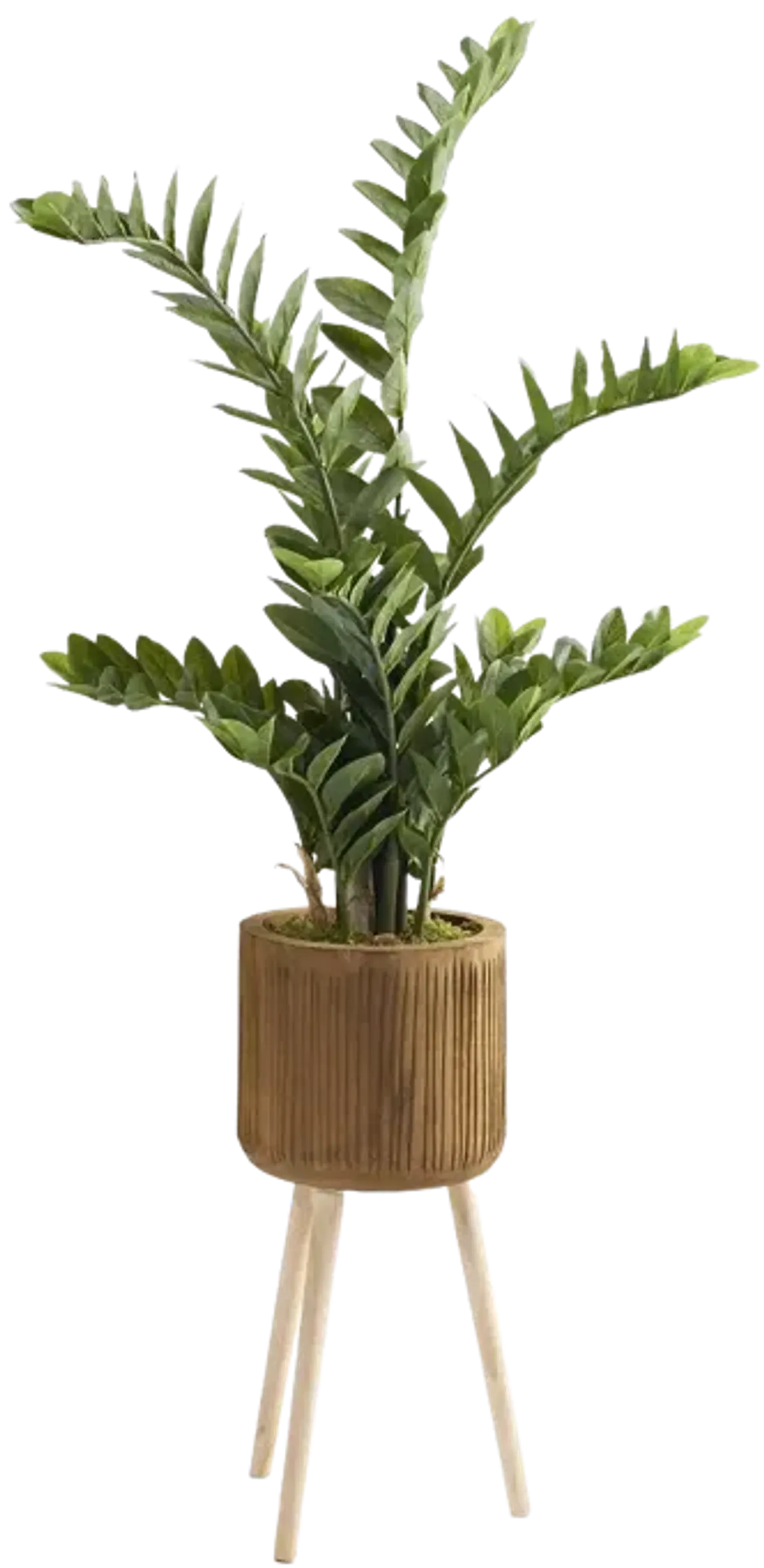 Zamiifolia Plant In Bowl With Legs