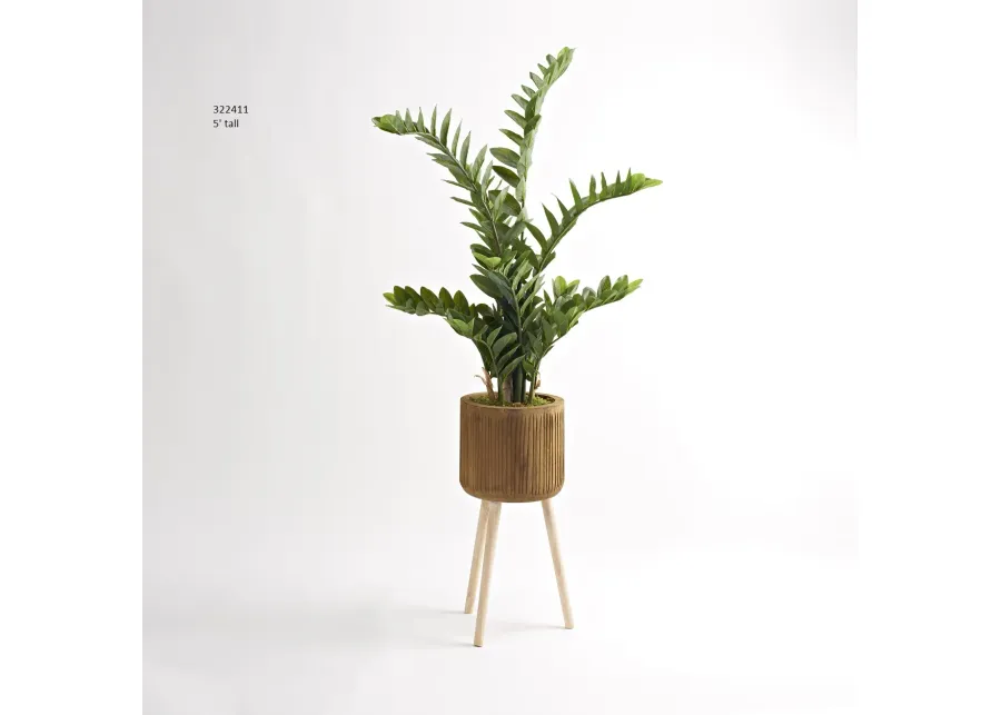 5' Zamiifolia Plant in Wood Bowl with Wood Legs