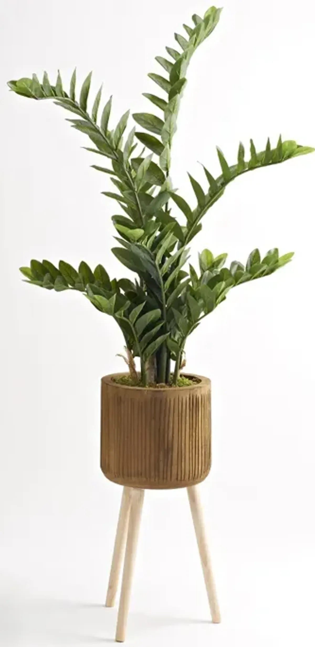 5' Zamiifolia Plant in Wood Bowl with Wood Legs